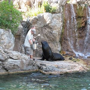 Queens Zoo 2010 - Sea Lion feeding