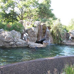 Queens Zoo 2010 - Front of Sea Lion Pool
