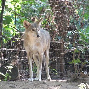 Queens Zoo 2010 - Coyote