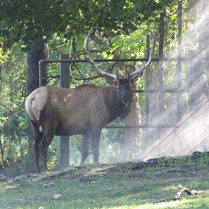 Queens Zoo 2010 - Wapiti