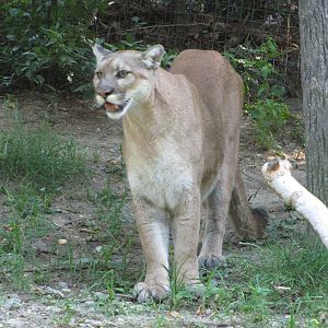 Queens Zoo 2010 - Cougar
