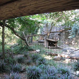 Queens Zoo 2010 - View into Canadian Lynx exhibit