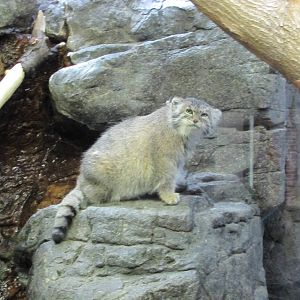 Prospect Park Zoo 2010 - Pallas Cat