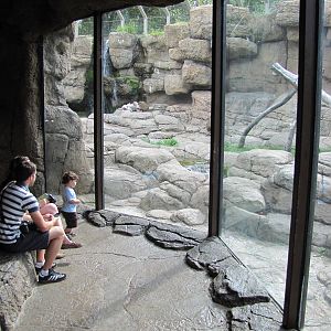 Prospect Park Zoo 2010 - Viewing point at Hamadryas Baboon exhibit