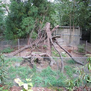 Prospect Park Zoo 2010 - Porcupine exhibit in Discovery Trail
