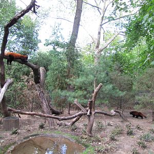 Prospect Park Zoo 2010 - Red Panda exhibit in Discovery Trail