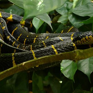 Melaka Butterfly and Reptile Park - Golden-ringed cat snake