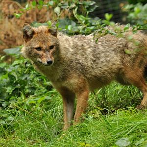 European golden jackal (Canis aureus moreoticus)