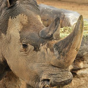 Northern white rhinoceros (Ceratotherium simum cottoni)