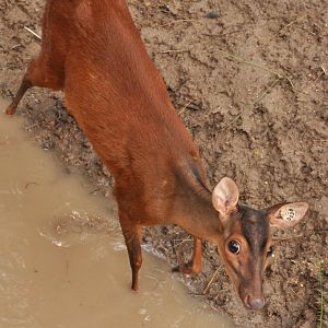 Central American red brocket (Mazama temama)