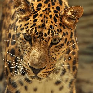 Amur leopard (Panthera pardus orientalis)