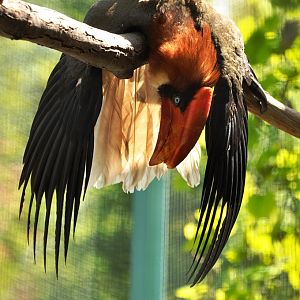 Luzon rufous hornbill (Buceros h. hydrocorax)