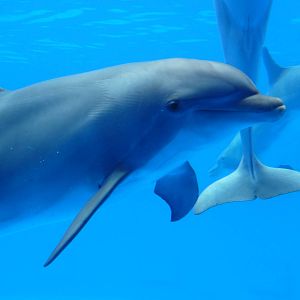 Aquopolis - La Pineda