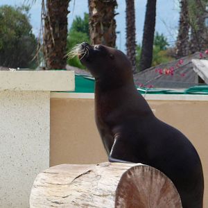 Aquopolis - La Pineda