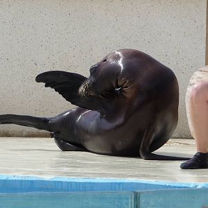 Aquopolis - La Pineda