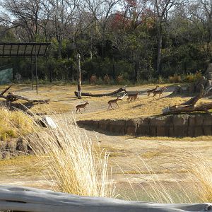 Giants of the Savanna - Impala