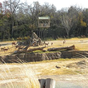 Giants of the Savanna - Impala
