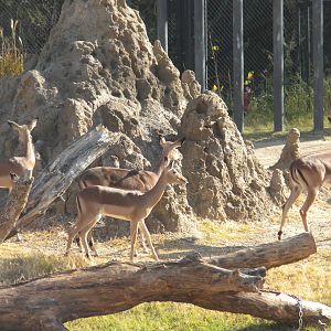 Giants of the Savanna - Impala