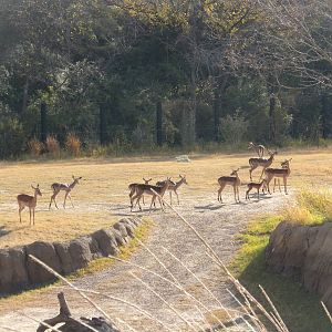 Giants of the Savanna - Impala