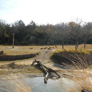 Giants of the Savanna - Impala and Elephant