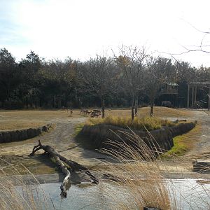Giants of the Savanna - Impala and Elephant