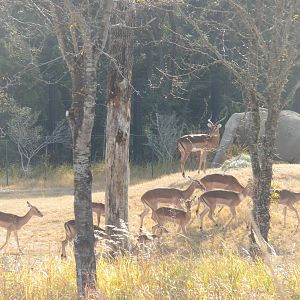 Giants of the Savanna - Impala and Elephant