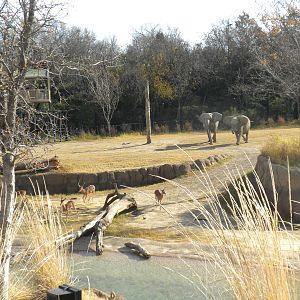 Giants of the Savanna - Impala and Elephant