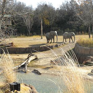 Giants of the Savanna - Impala and Elephant