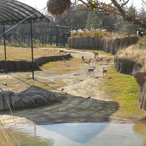 Giants of the Savanna - Impala