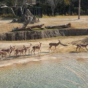 Giants of the Savanna - Impala