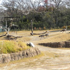 Giants of the Savanna - Ostrich