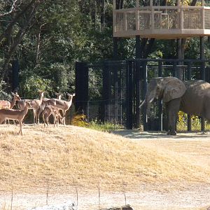 Giants of the Savanna - Impala and Elephant