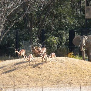 Giants of the Savanna - Impala and Elephant