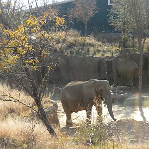 Giants of the Savanna - Elephants climbing rocks