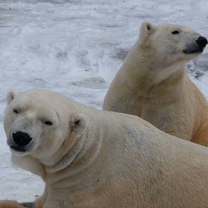 Love Birds...uh...Love Bears