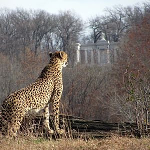 Cheetah