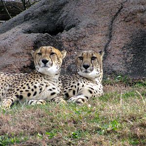 Cheetahs
