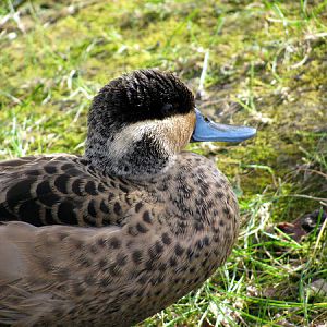 Hottentot Teal