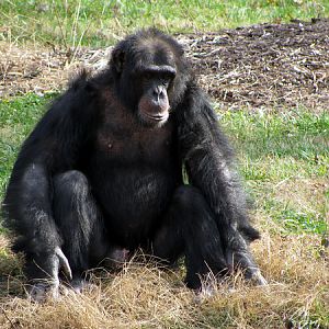 Chimpanzee