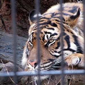 Sumatran Tiger