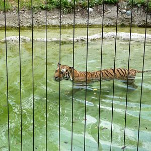 Indianapolis Zoo - Amur Tiger
