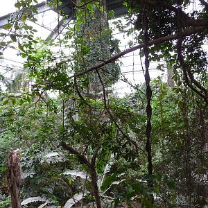 Omaha's Henry Doorly Zoo - Lied Jungle