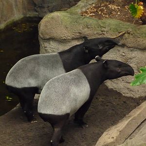 Omaha's Henry Doorly Zoo - Lied Jungle