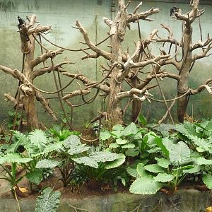 Omaha's Henry Doorly Zoo - Lied Jungle