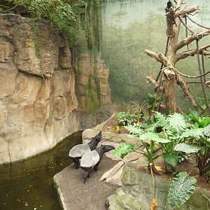 Omaha's Henry Doorly Zoo - Lied Jungle