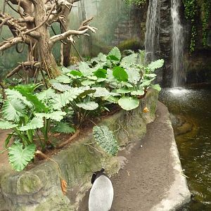 Omaha's Henry Doorly Zoo - Lied Jungle
