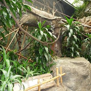 Omaha's Henry Doorly Zoo - Lied Jungle