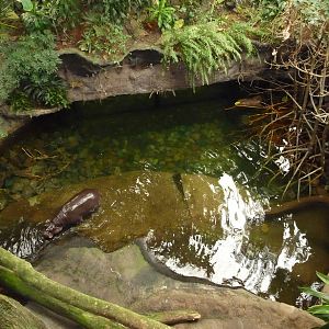 Omaha's Henry Doorly Zoo - Lied Jungle