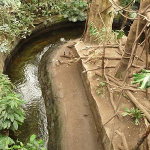 Omaha's Henry Doorly Zoo - Lied Jungle