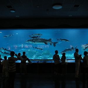 Acipenser Sinensis Exhibit